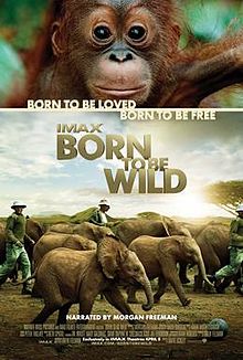 download movie born to be wild 2011 film