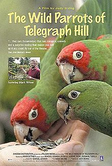 download movie the wild parrots of telegraph hill